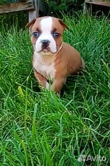 Амстафф щенок с документами