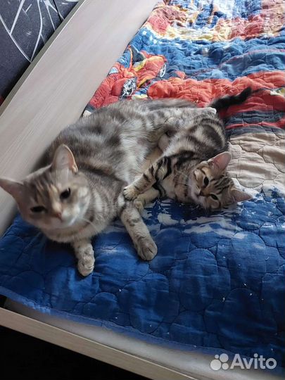 Британская девочка