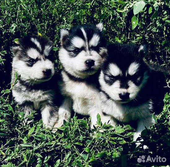 Аляскинский маламут щенки