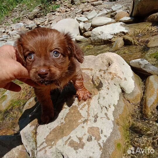 Щенок миниатюрной собачки