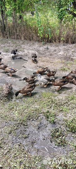 Дикие чубарые подсадные утки для охоты