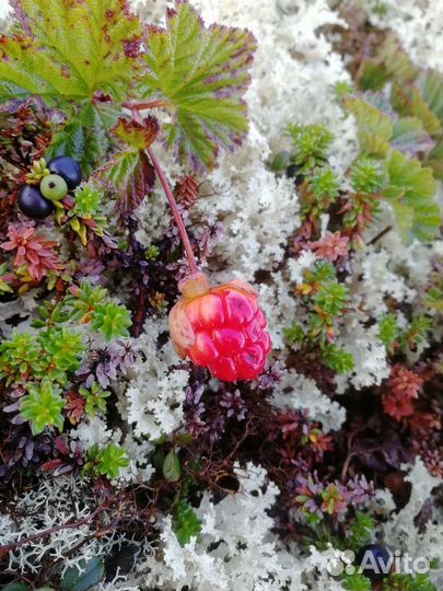 Продукты питания