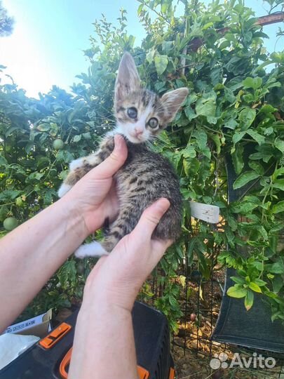 Малышка Мири из Турции ищет маму. забронирована