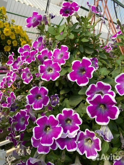 Вегетативная петуния