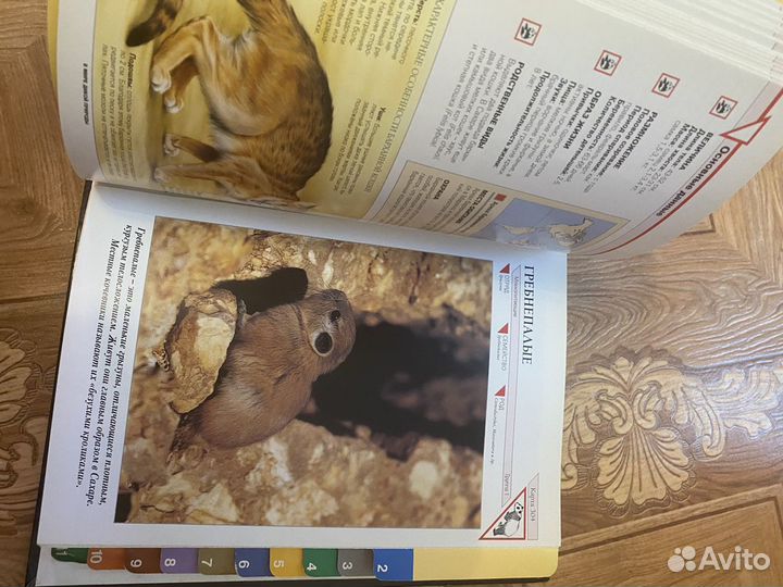 Энциклопедия о животеых В мире великой природы