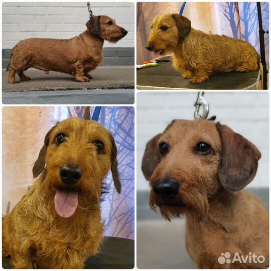 Тримминг и стрижка собак жескошерстных пород