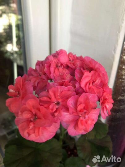 Пеларгонии сортовые на срез