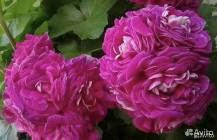 Пеларгония герань сортовая