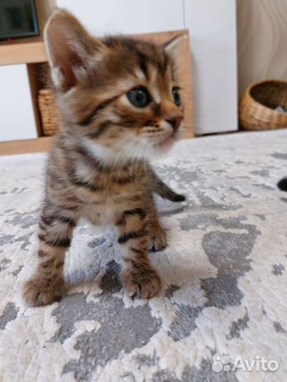Бенгальский котик