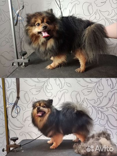 Стрижка собак/Груминг/Грумер