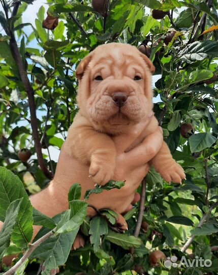 Щенки шарпей