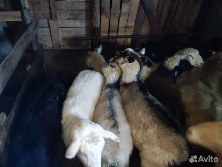 Овцы и козы