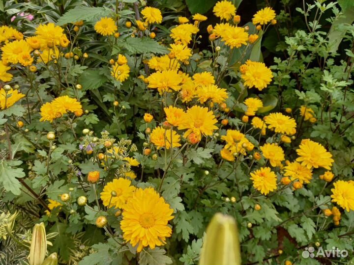 Хризантема желтая