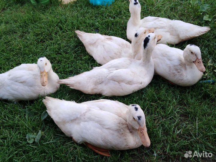 Утки муларды