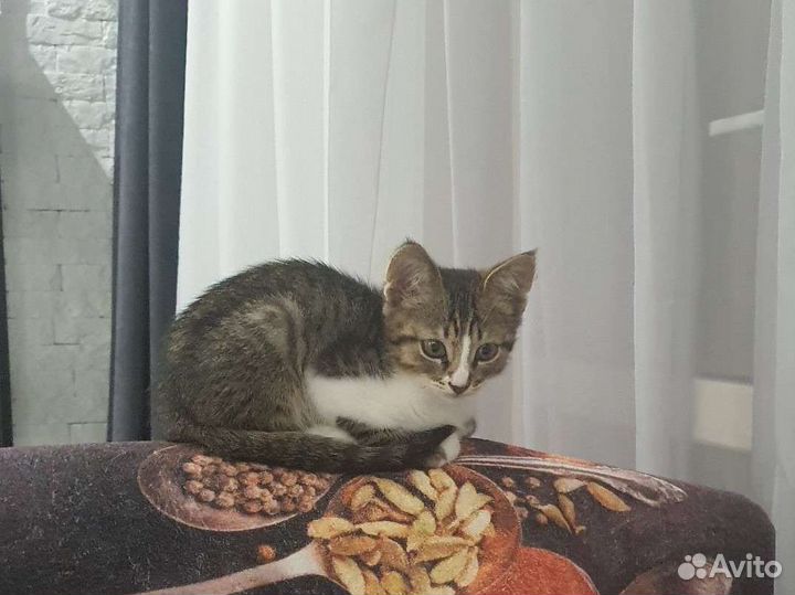 Котик в добрые руки В любимцы