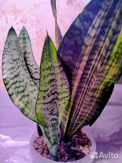 Сортовые сансевиерии Футура Вариегатная