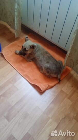 Щенок в добрые руки