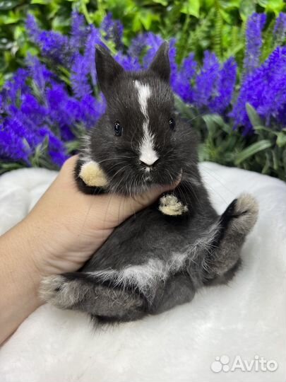 Кролики царские ручные