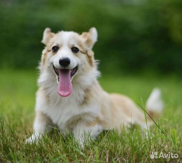 Щенки вельш-корги пемброк РКФ
