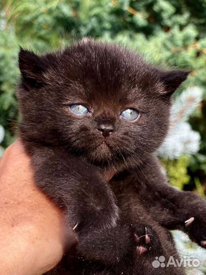 Шотландские угольки