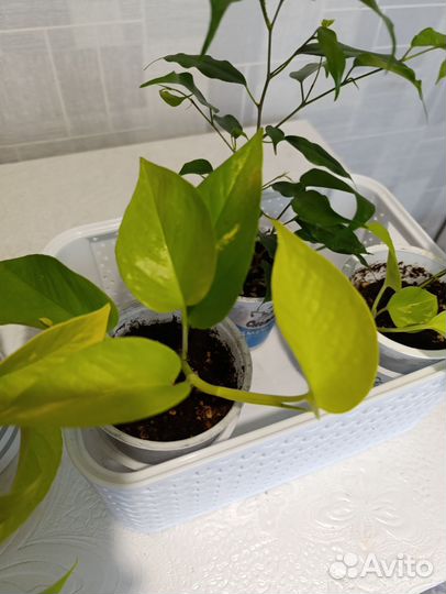 Сциндапсус