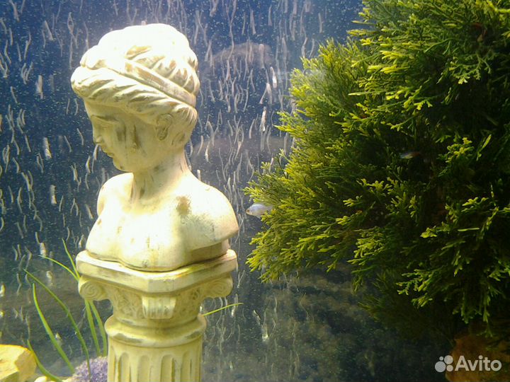 Обслуживание аквариумов