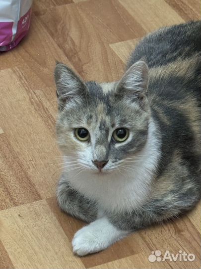 Милая кошечка, в добрые руки