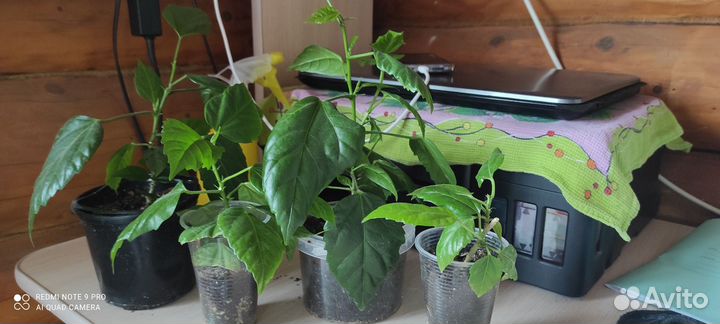 Гибискус или китайская роза