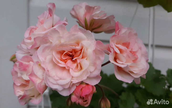 Пеларгонии сортовые