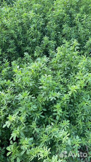 Люцерна в тюках