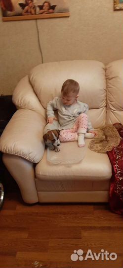 Джек Рассел терьерчики гл.ш с документами