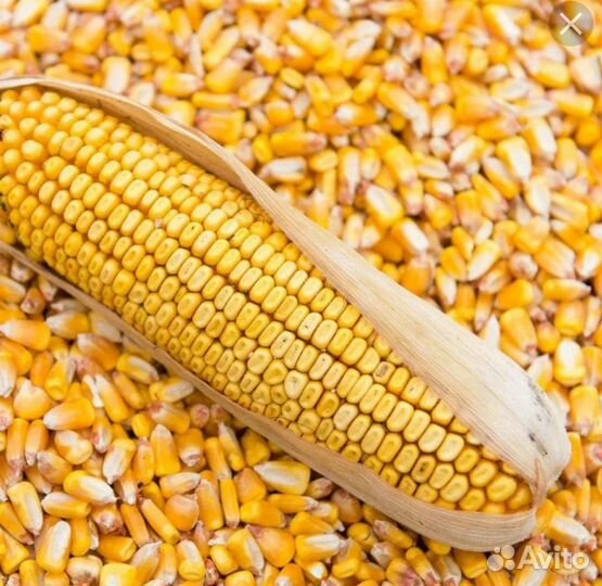 Продам кукурузу
