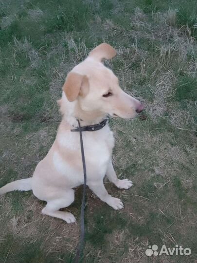 Собака в добрые руки отдам бесплатно