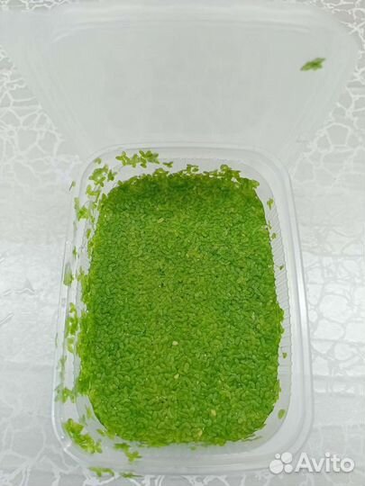 Ряска для аквариума