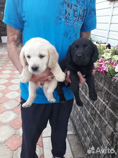 Щенки лабрадора