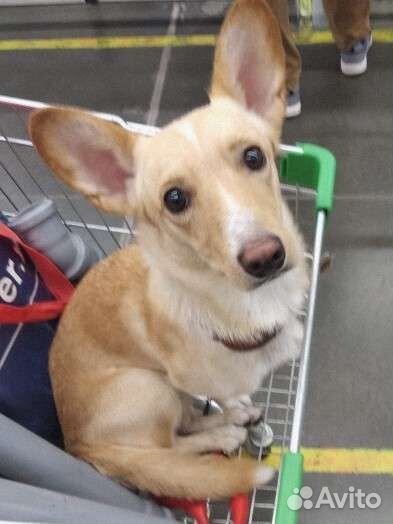 Дорги кобель - вязка