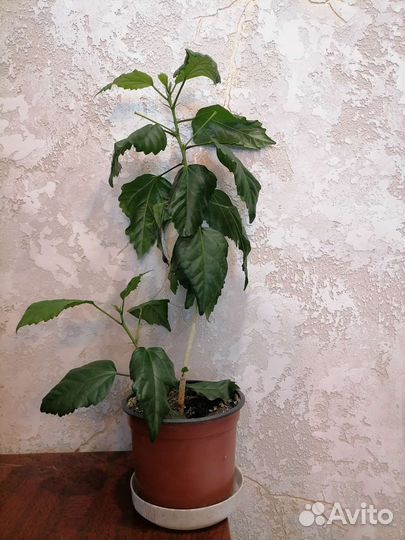 Гибискус китайская роза