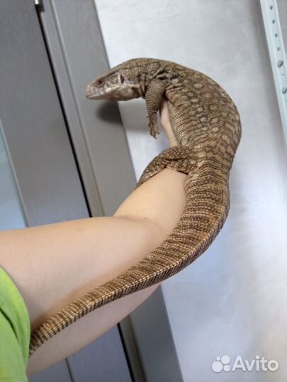 Капская ящерица