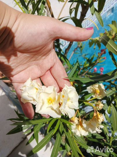 Олеанд. Нарцисс. Яснотка