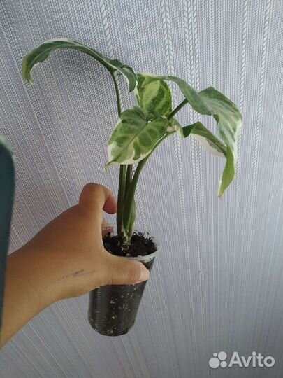 Сингониум т 25