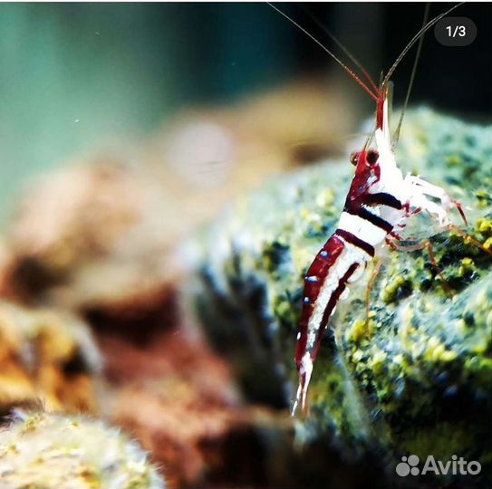 Креветки,улитки сулавеси