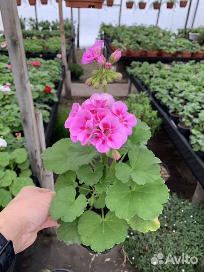 Цветы к 8 марта (пеларгония)