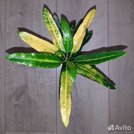 Кротоны сортовые