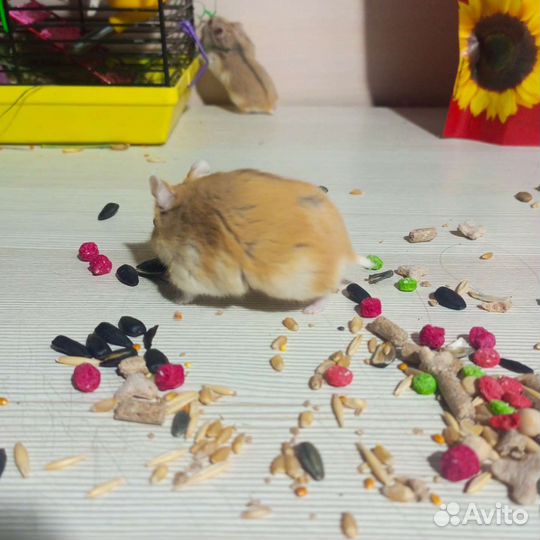 Джунгарский хомяк