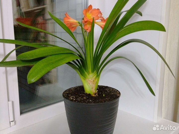 Кливия взрослое растение с горшком