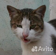 Свободолюбивый, харизматичный красавец Василий