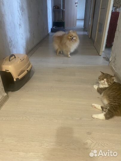 Передержка животных и выгул собак