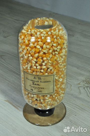 Царское учебное пособие:кукуруза, Лесной Институт