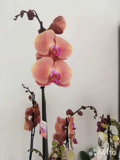 Орхидея отцвели Вулкано Volcano золотое яблоко