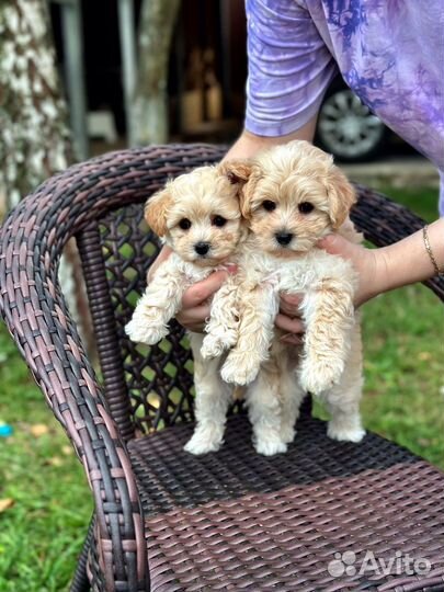 Мальтипу ф1 мини и тедди Малыши